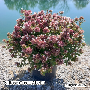 August 2025 3g Rose Creek Abelia Single Website